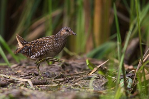 Spotted Crake (Porzana porzana) foraging, Saxony, Germany