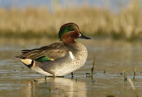 Green-winged Teal (Anas carolinensis) male, Texas, USA
