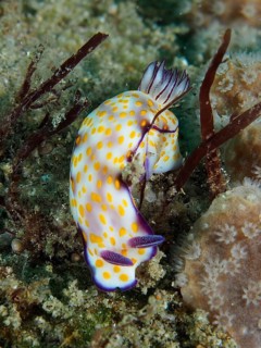 Yellow-purple nudibranch with conspicuous dotted pattern, magnificent star snail (Hypselodoris