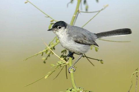 Black-tailed Gnatcatcher (Polioptila melanura), Arizona, USA