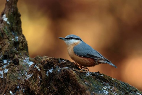 Eurasian Nuthatch (Sitta europaea), Utrecht, Netherlands