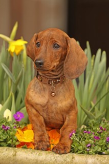 Dachshund, dachshund, young animal, 12 weeks old, sitting in flowers