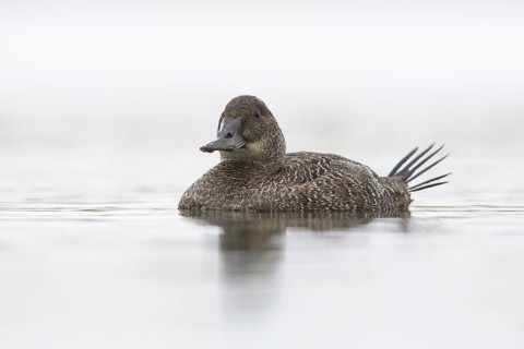Blue-billed Duck (Oxyura australis) female, Victoria, Australia