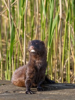 A mink in the sun
