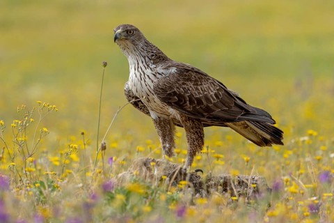 Bonelli's eagle (Aquila fasciata), flower meadow, Andalusia, Spain