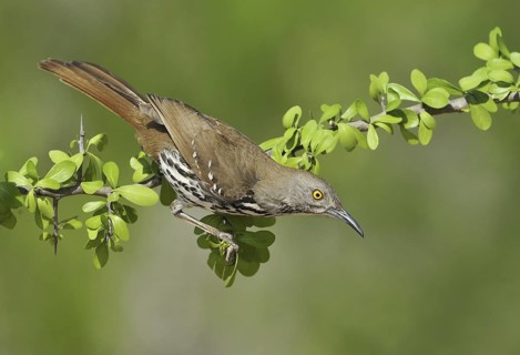 Long-billed Thrasher (Toxostoma longirostre), Texas, USA