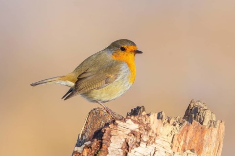 Robin (Erithacus rubecula), sitting on a birch tree, foraging, winter feeding, wildlife, winter,