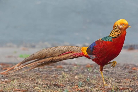 Golden Pheasant, C (hrysolophus pictus), animals, birds, cock, pheasant family, Neuhofen,