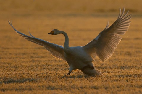 Whooper Swan (Cygnus cygnus) flapping, North Rhine-Westphalia, Germany