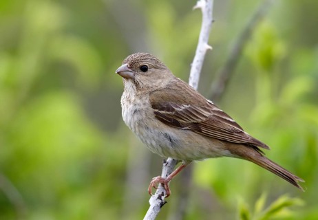 Common Rosefinch (Carpodacus erythrinus), Mecklenburg-Western Pomerania, Germany