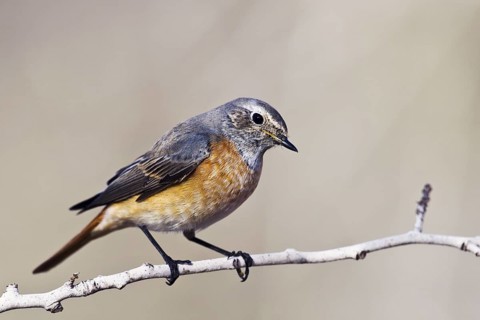 Common Redstart (Phoenicurus phoenicurus) male juvenile, Eilat, Israel