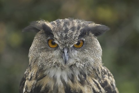 Eurasian Eagle-Owl (Bubo bubo) juvenile, Hesse, Germany