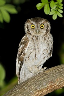 West Peruvian Screech Owl (Megascops roboratus), Dry Forests, Peru