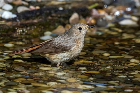 Common Redstart (Phoenicurus phoenicurus) female in little stream, Mecklenburg-Western-Pomerania,
