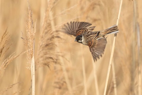 Common Reed Bunting (Emberiza schoeniclus) male flying, Baden-Wuerttemberg, Germany