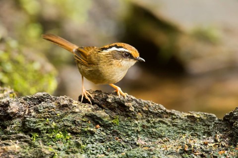 Braunkappenalcippe (Alcippe dubia), Yunnan, China