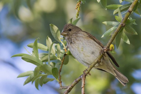 Common Rosefinch (Carpodacus erythrinus) juvenile male, Bavaria, Germany