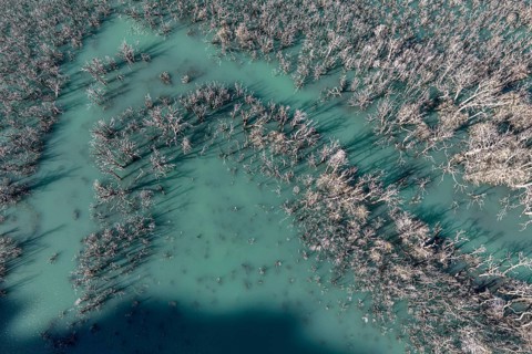 Flooded forest with dead trees, river Rio Norte damned by landslide, new lake, aerial view, Valle