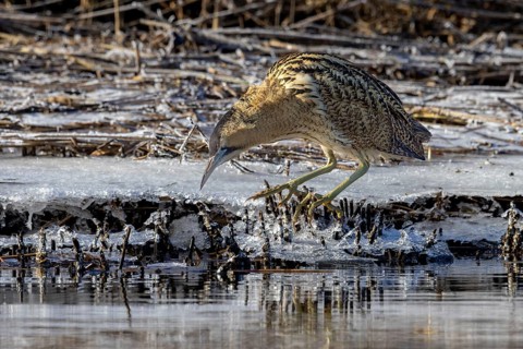Eurasian bittern, great bittern (Botaurus stellaris) fishing from ice covered shore along frozen
