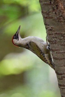 European Green Woodpecker (Picus viridis) female climbing tree trunk, North Rhine-Westphalia,