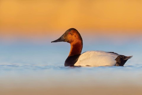 Canvasback (Aythya valisineria) swimming in a pond in Manitoba, Canada