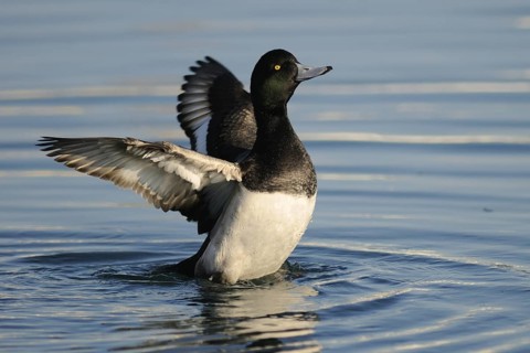 Greater Scaup (Aythya marila) male, Hokkaido, Japan