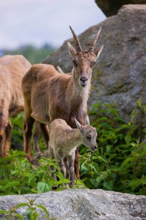 One adult female ibex (Capra ibex) and her baby stand on rocks