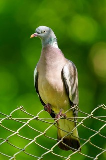 Pigeon sitting relaxed on a wire fence in front of a blurred green background, wood pigeon (Columba