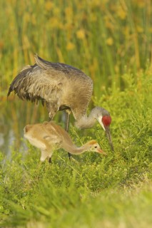 Sandhill Crane (Antigone canadensis) with chick, Florida, USA