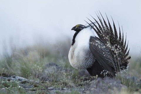 Sage Grouse (Centrocercus urophasianus) male mating, Idaho, USA