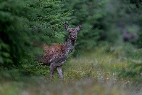 Again a red deer (Cervus elaphus) stands in front of me on the forest track, which is heavily used,