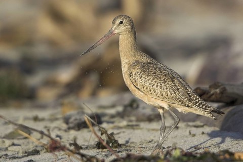 Marbled Godwit (Limosa fedoa), British Columbia, Canada