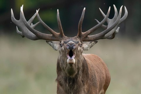 Red deer (Cervus elaphus) in rut, Klamptenborg, Copenhagen, Denmark