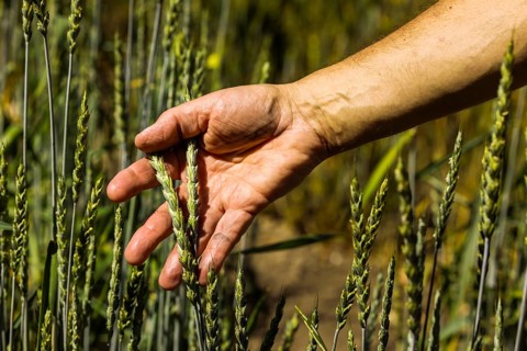 Experimental field with bread wheat (Triticum aestivum) at the Leibniz Institute of Plant Genetics