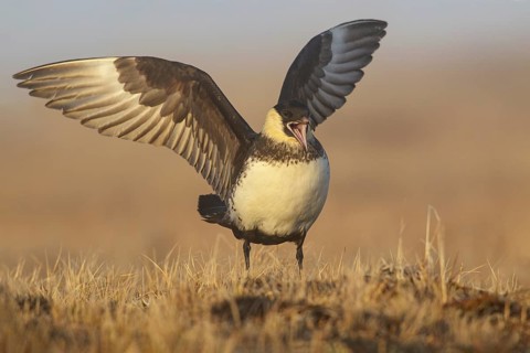 Pomarine Jaeger (Stercorarius pomarinus) on the tundra in Northern Alaska