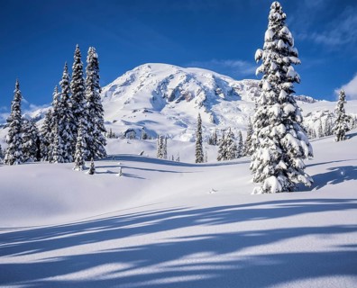 Fresh snow blankets the Paradise area of Mount Rainier National Park, covering tall evergreen trees