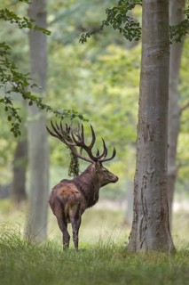Red deer (Cervus elaphus) stag in forest with grass vegetation hanging from its large antlers