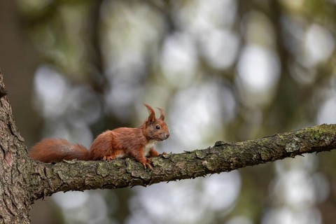 Young red squirrel (Sciurus vulgaris) at the beginning of its independence, animal children, sweet,