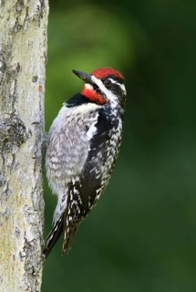 Red-naped Sapsucker - Sphyrapicus nuchalis, perched on a tree in the Cypress Hills, Saskatchewan,