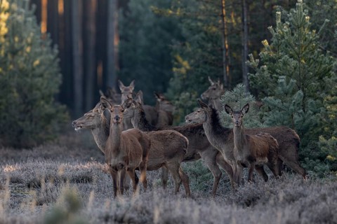 More and more red deer (Cervus elaphus) and calves come out of the forest into the clearing and