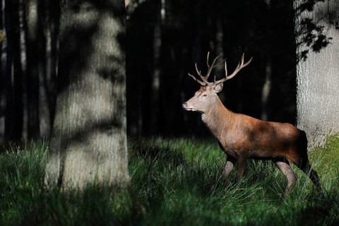 Red Deer (Cervus elaphus) immature walking in oak forest, North Rhine-Westphalia, Germany