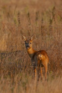 Roe deer (Capreolus capreolus) adult female standing in grassland, Suffolk, England, United Kingdom