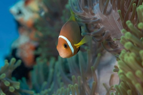 A Maldives anemonefish, Amphiprion nigripes, nests in vibrant sea anemones off the coast of the
