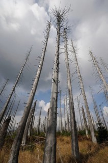 Tall dead trees under a dusky sky with clouds, Lusen, Bavarian Forest National Park, Bavaria