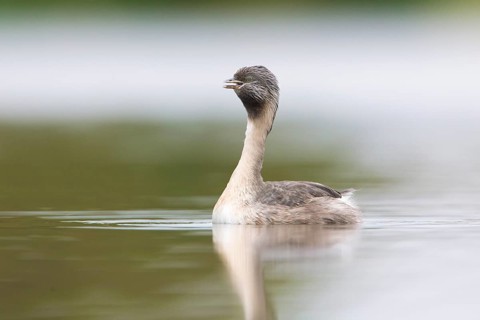 Hoary-headed Grebe (Poliocephalus poliocephalus) calling, Victoria, Australia