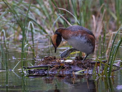 Horned Grebe (Podiceps auritus) on nest, Sweden