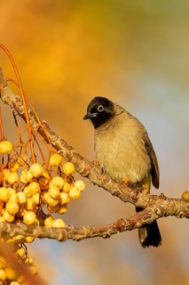 Gelbsteißbülbül, Yellow-vented Bulbul, White-eyed Bulbul, White-spectacled Bulbul, Pycnonotus
