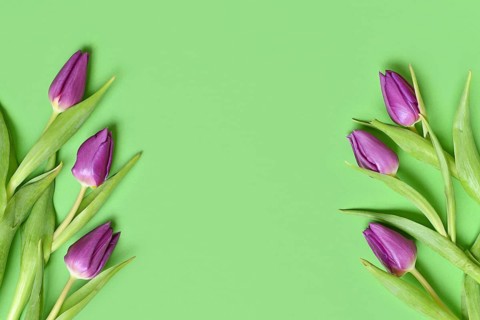 Purple tulip flowers on green background. Floral spring background with copy space
