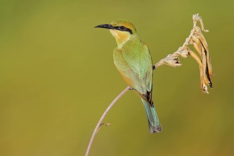 Rainbow Bee-eater (Merops ornatus) juvenile, Western Australia, Australia