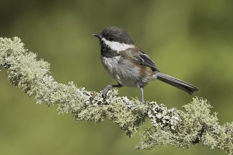 Chestnut-backed Chickadee (Poecile rufescens), British Columbia, Canada